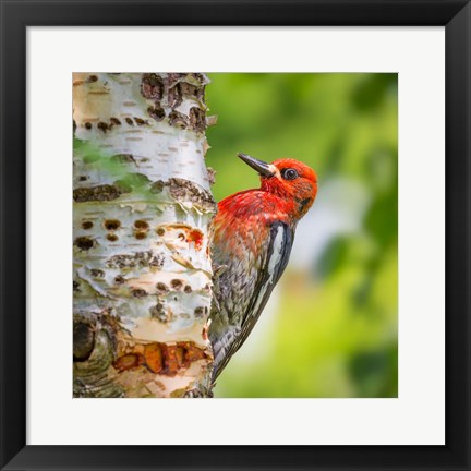 Framed Red-Breasted Sapsucker On A Paper Birch Tree Print