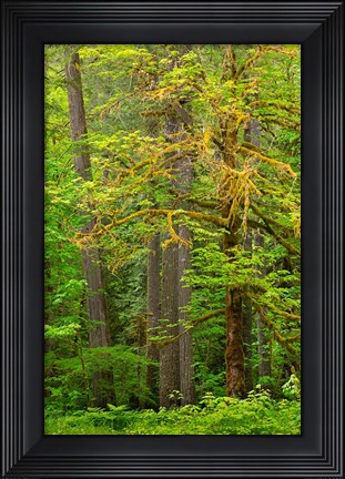 Framed Washington State, Gifford Pinchot National Forest Big Leaf Maple Tree Scenic Print