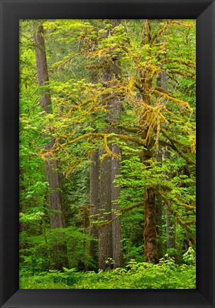 Framed Washington State, Gifford Pinchot National Forest Big Leaf Maple Tree Scenic Print