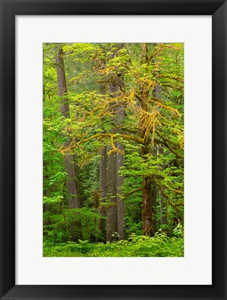 Framed Washington State, Gifford Pinchot National Forest Big Leaf Maple Tree Scenic Print