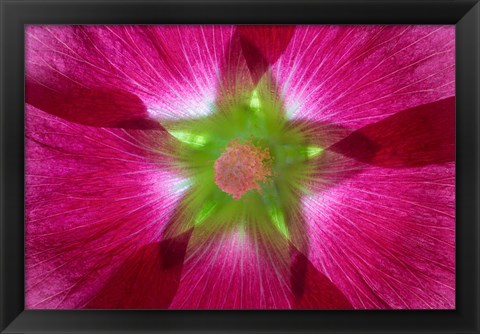 Framed Pink Hollyhock Blossom Composite Print