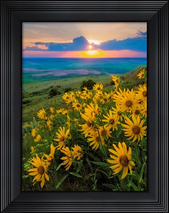 Framed Landscape With Douglas&#39; Sunflowers In The Palouse Hills Print
