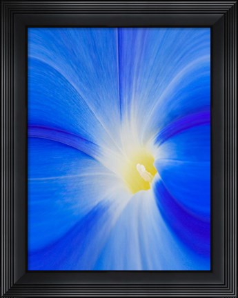 Framed Close-Up Of A Morning Glory Flower Print