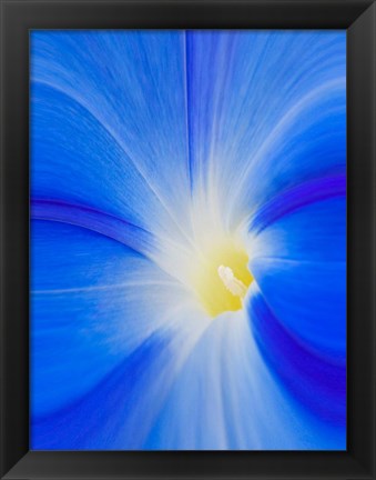 Framed Close-Up Of A Morning Glory Flower Print