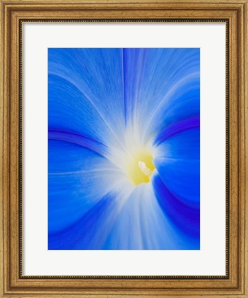 Framed Close-Up Of A Morning Glory Flower Print