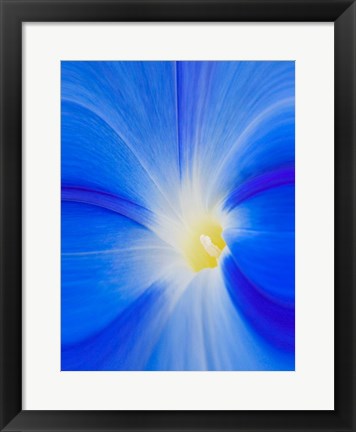 Framed Close-Up Of A Morning Glory Flower Print