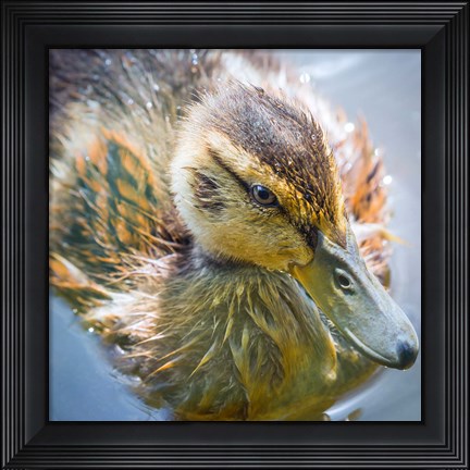 Framed Close-Up Of A Mallard Duck Chick Print