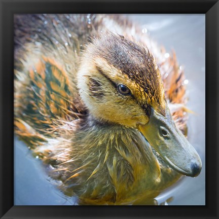 Framed Close-Up Of A Mallard Duck Chick Print