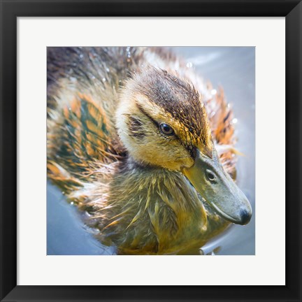 Framed Close-Up Of A Mallard Duck Chick Print