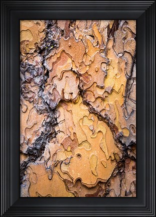 Framed Ponderosa Pine Tree Bark Detail Print