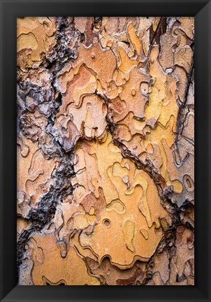 Framed Ponderosa Pine Tree Bark Detail Print