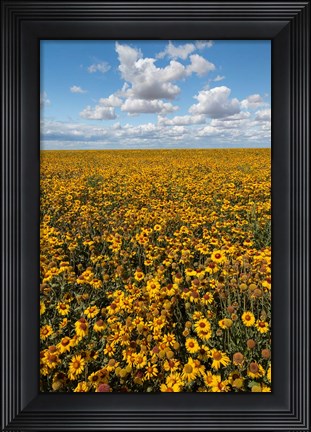 Framed Coneflower Field, Washington State Print