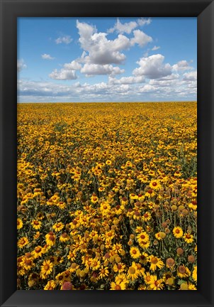 Framed Coneflower Field, Washington State Print