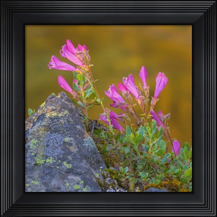Framed Pink Penstemon Flowers, Washington State Print