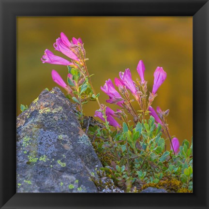 Framed Pink Penstemon Flowers, Washington State Print