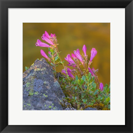 Framed Pink Penstemon Flowers, Washington State Print