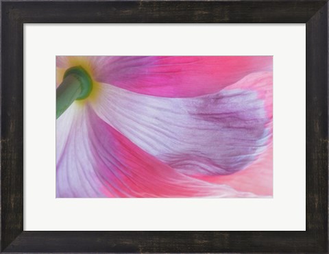 Framed Underside Of A Pink Poppy Flower Print