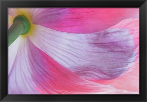 Framed Underside Of A Pink Poppy Flower Print