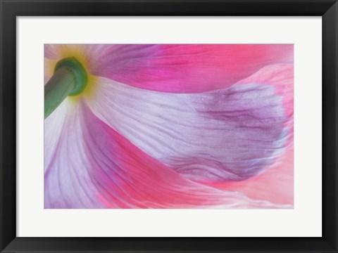 Framed Underside Of A Pink Poppy Flower Print