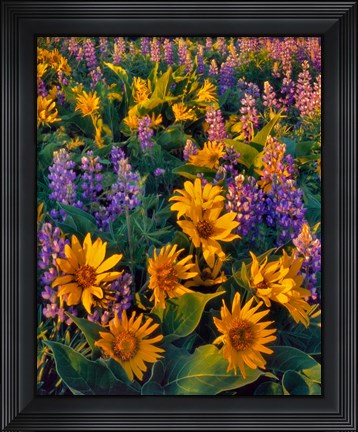 Framed Balsamroot And Lupine In Evening Light Print