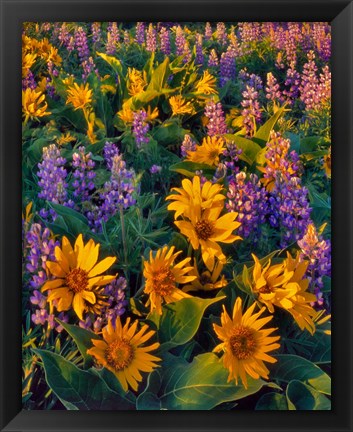 Framed Balsamroot And Lupine In Evening Light Print
