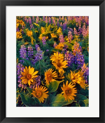 Framed Balsamroot And Lupine In Evening Light Print