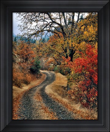 Framed Road And Autumn-Colored Oaks, Washington State Print