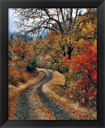 Framed Road And Autumn-Colored Oaks, Washington State Print