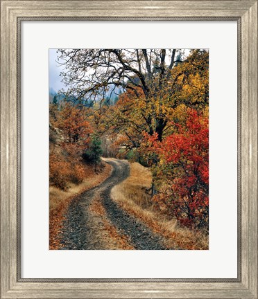 Framed Road And Autumn-Colored Oaks, Washington State Print
