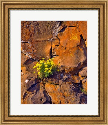 Framed Lomatium Flowers On Basalt Rocks Print
