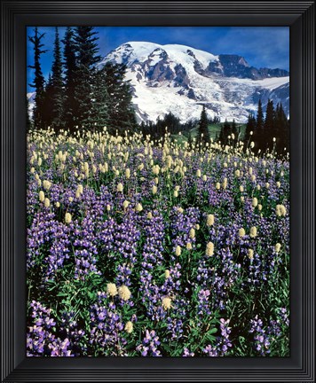 Framed Field Of Lupine And Bistort In Paradise Park Print