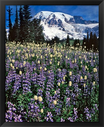 Framed Field Of Lupine And Bistort In Paradise Park Print