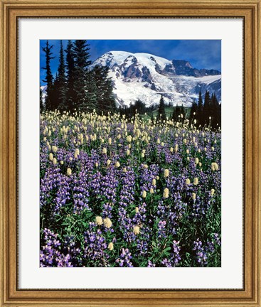 Framed Field Of Lupine And Bistort In Paradise Park Print