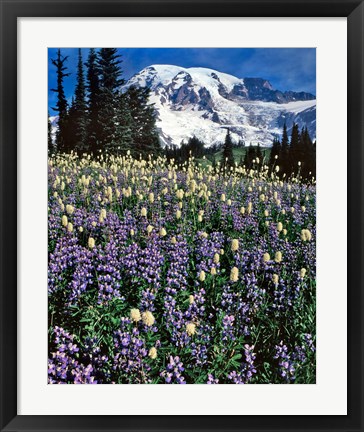 Framed Field Of Lupine And Bistort In Paradise Park Print