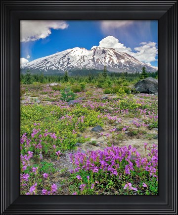 Framed Mount Saint Helens Landscape, Washington State Print