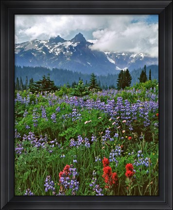 Framed Lupine And Paintbrush In Meadow, Mount Rainder Nationak Park Print