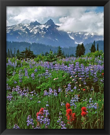 Framed Lupine And Paintbrush In Meadow, Mount Rainder Nationak Park Print