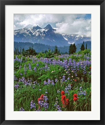 Framed Lupine And Paintbrush In Meadow, Mount Rainder Nationak Park Print