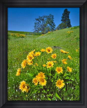 Framed Balsamroot, Pine And Oak Trees On A Hillside, Washington State Print