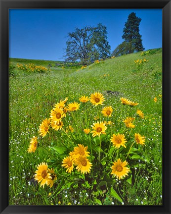 Framed Balsamroot, Pine And Oak Trees On A Hillside, Washington State Print