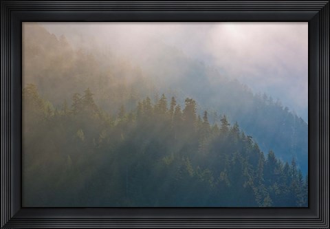 Framed Coastal Forest In Morning Fog, Washington State Print