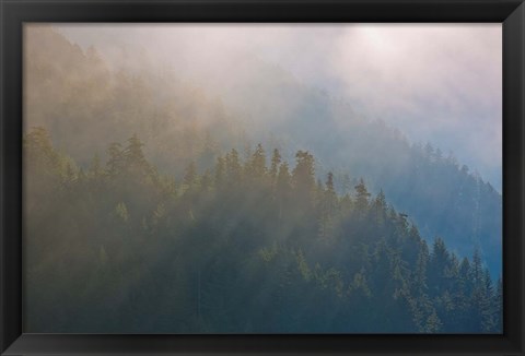 Framed Coastal Forest In Morning Fog, Washington State Print