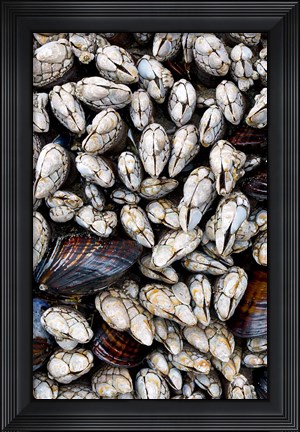 Framed Gooseneck Barnacles And Clams Print