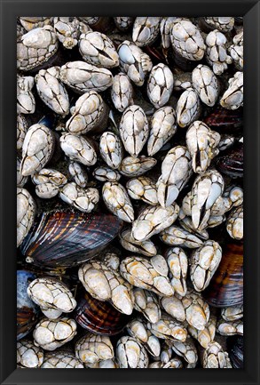 Framed Gooseneck Barnacles And Clams Print