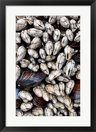 Framed Gooseneck Barnacles And Clams Print