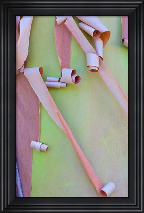 Framed Madrone Tree Bark Detail Print
