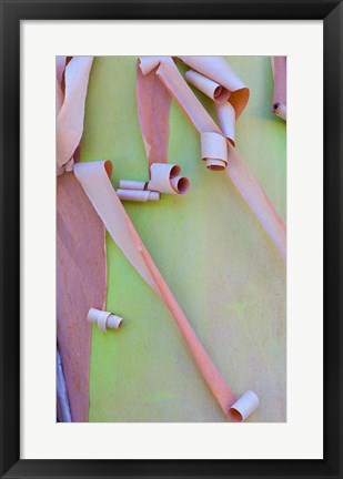 Framed Madrone Tree Bark Detail Print