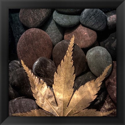 Framed Maple Leaf On Rocks Print