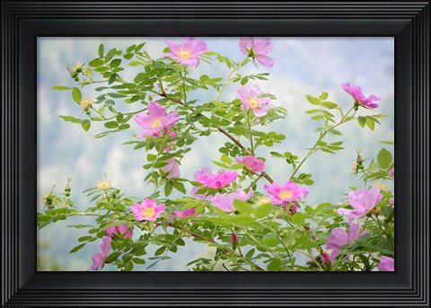 Framed Wood&#39;s Rose Flowers Print