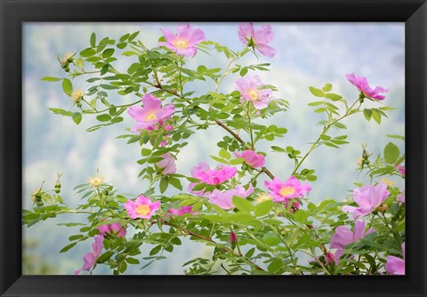 Framed Wood&#39;s Rose Flowers Print